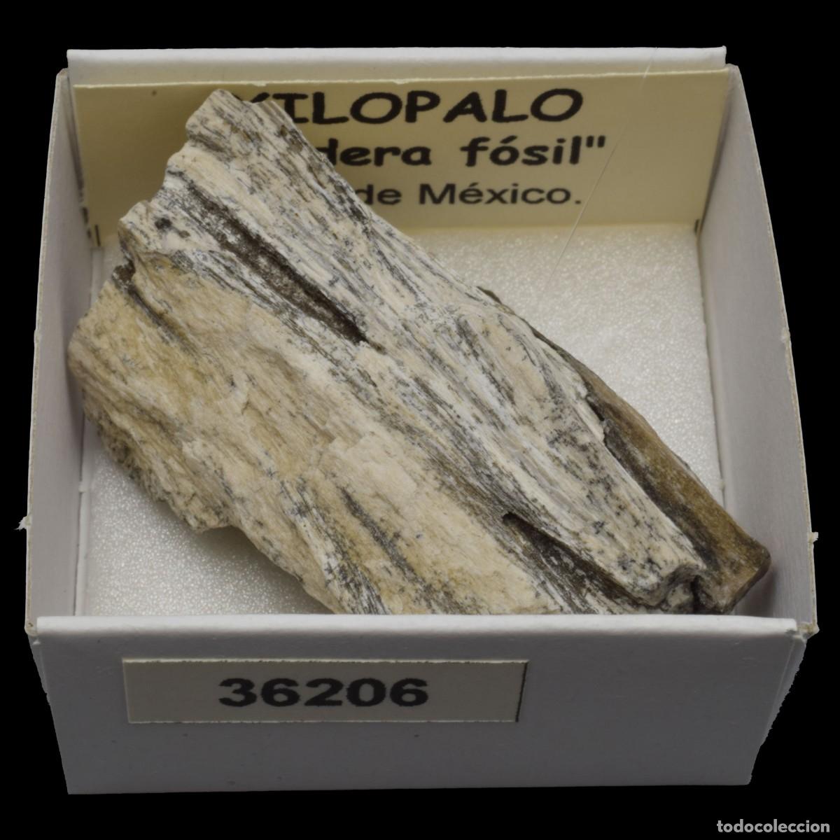 Coleccionismo de minerales: XILOPALO &rdquo;Madera fosil&rdquo; (Norte de Mexico) #36206