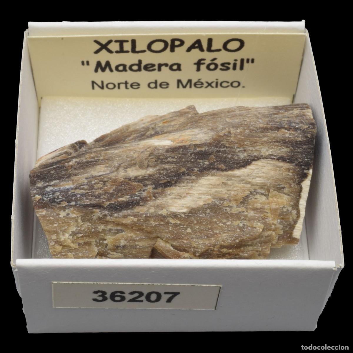 Coleccionismo de minerales: XILOPALO &rdquo;Madera fosil&rdquo; (Norte de Mexico) #36207