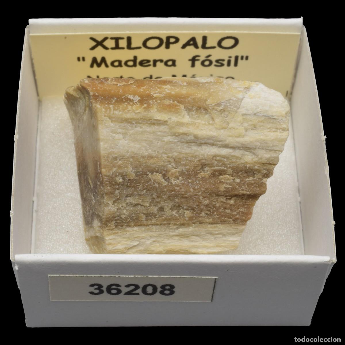 Coleccionismo de minerales: XILOPALO &rdquo;Madera fosil&rdquo; (Norte de Mexico) #36208