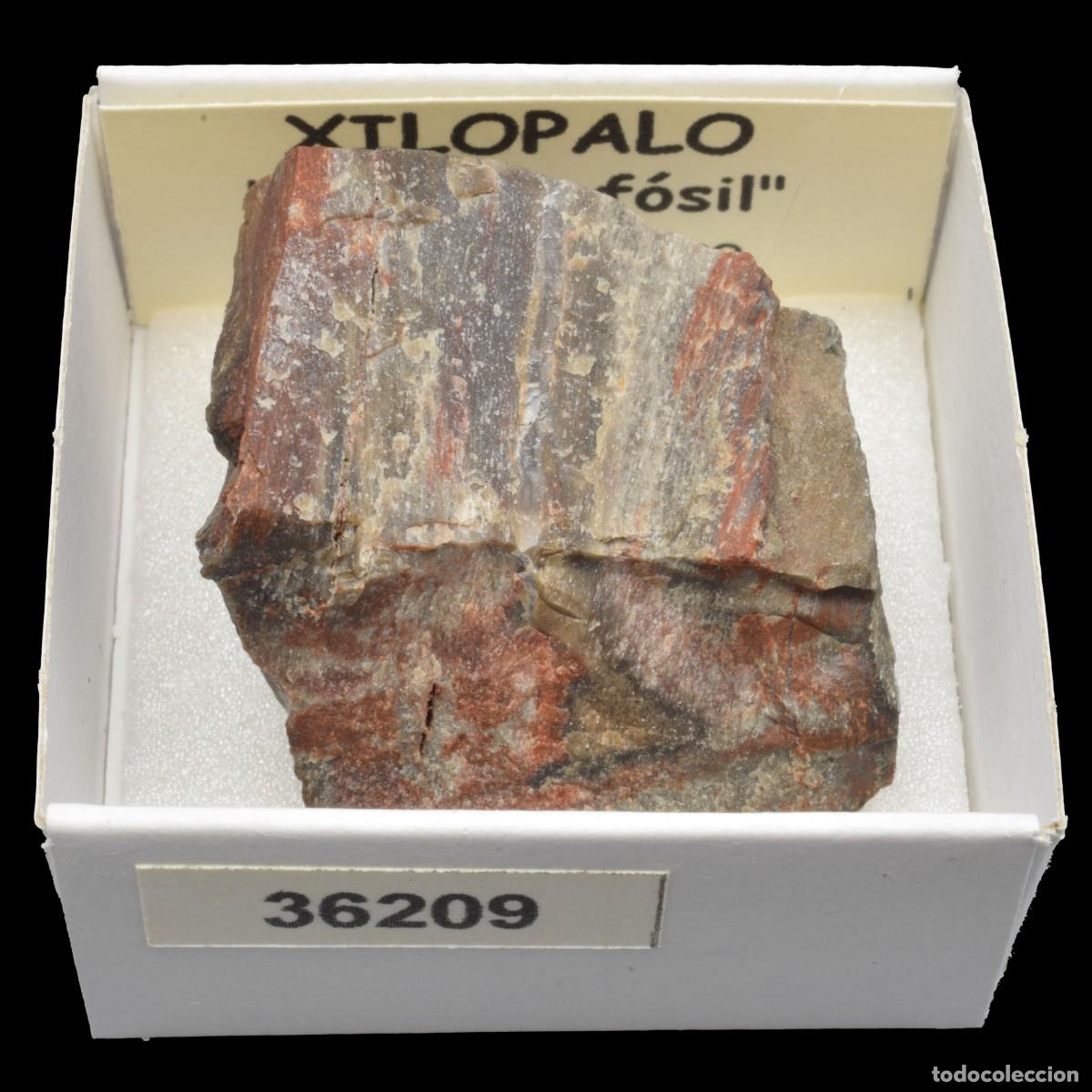Coleccionismo de minerales: XILOPALO &rdquo;Madera fosil&rdquo; (Norte de Mexico) #36209