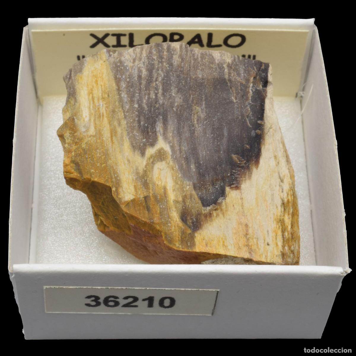 Coleccionismo de minerales: XILOPALO &rdquo;Madera fosil&rdquo; (Norte de Mexico) #36210