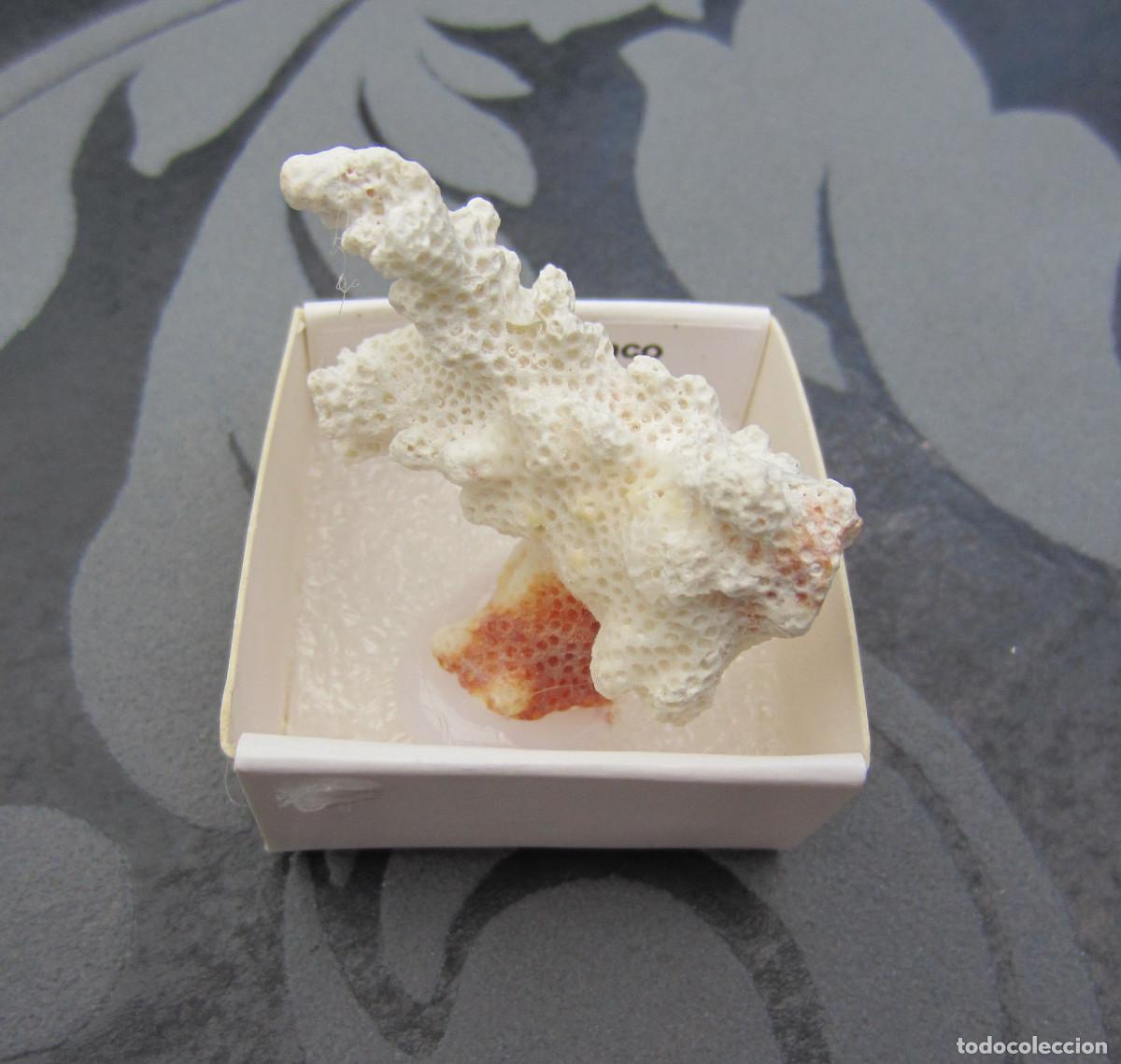 Coleccionismo de minerales: MINERAL RESTOS DE ORGANICOS CORAL BLANCO MINERALES EN CAJA 4X4 CM