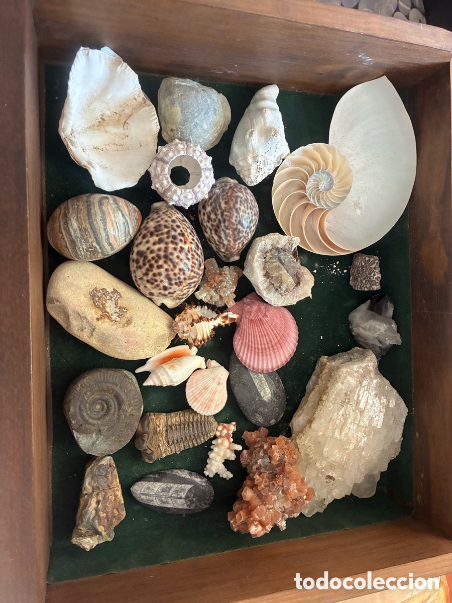 Coleccionismo de minerales: Gran colecci&oacute;n de minerales, f&oacute;siles, corales y conchas de colecci&oacute;n (100+ piezas)