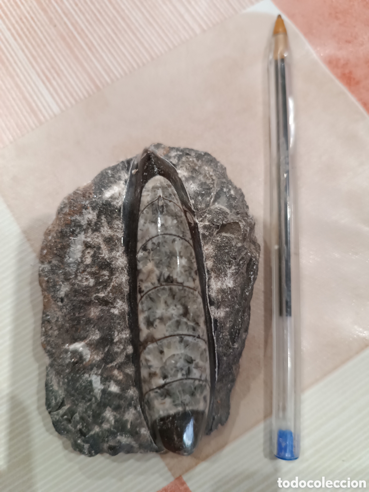 Coleccionismo de minerales: F&oacute;sil de Orthoceras.