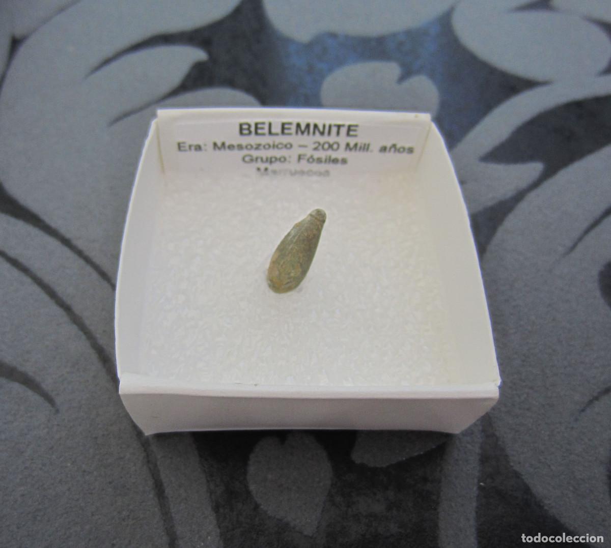 Coleccionismo de minerales: MINERAL FOSILES BELEMNITE MINERALES EN CAJA 4X4 CM