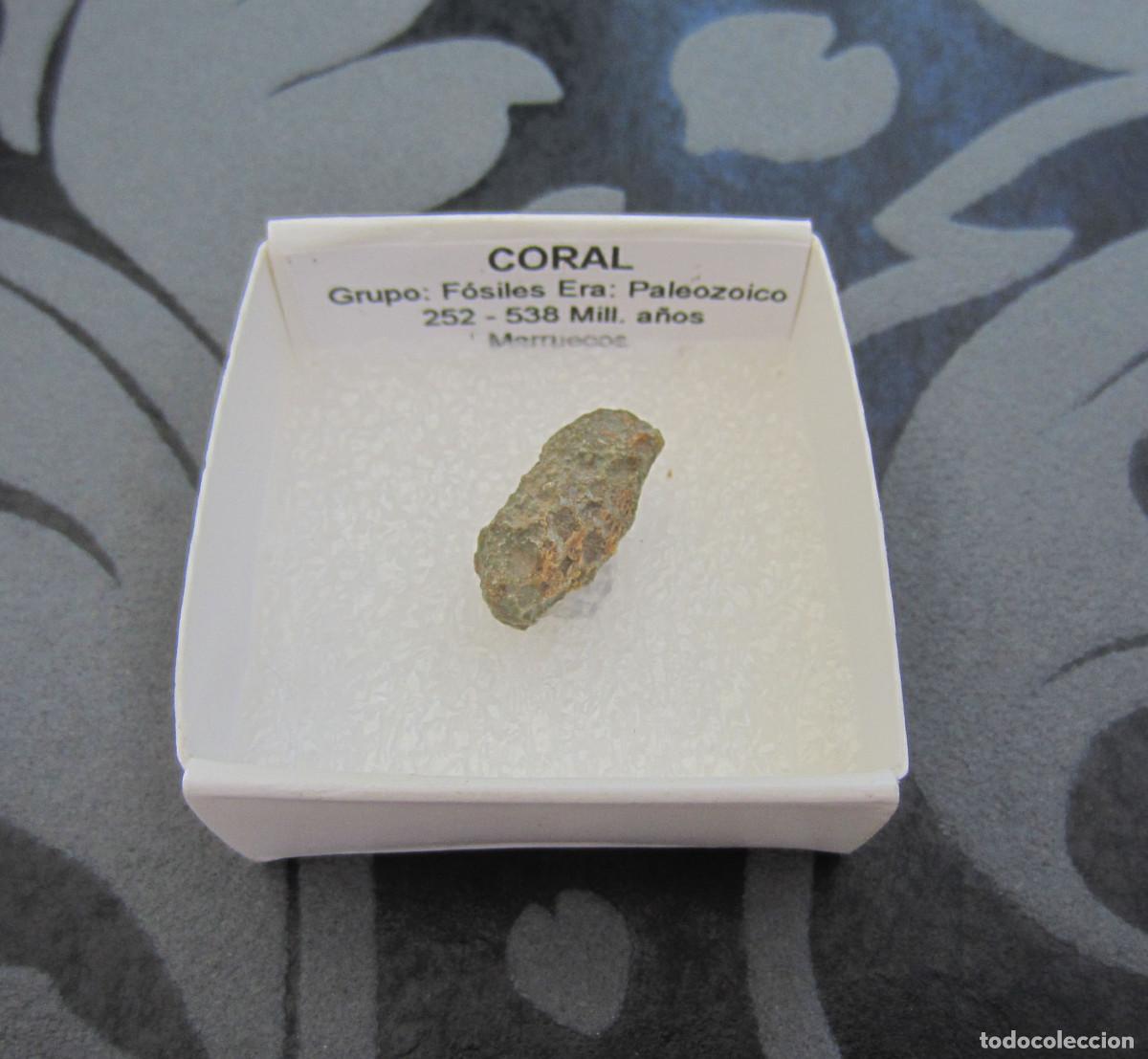 Coleccionismo de minerales: MINERAL FOSILES CORAL MINERALES EN CAJA 4X4 CM
