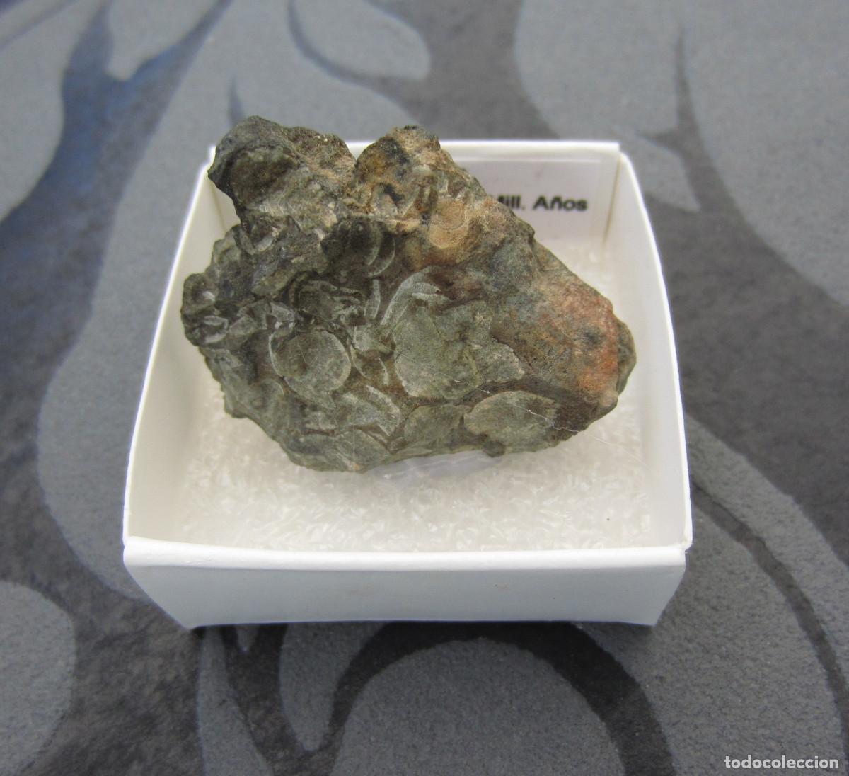 Coleccionismo de minerales: MINERAL FOSILES CORAL MINERALES EN CAJA 4X4 CM