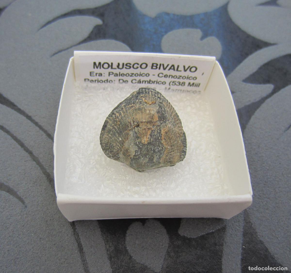 Coleccionismo de minerales: MINERAL FOSILES MOLUSCO BIVALVO MINERALES EN CAJA 4X4 CM