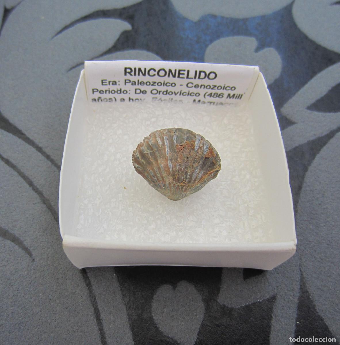 Coleccionismo de minerales: MINERAL FOSILES RINCONELIDO MINERALES EN CAJA 4X4 CM