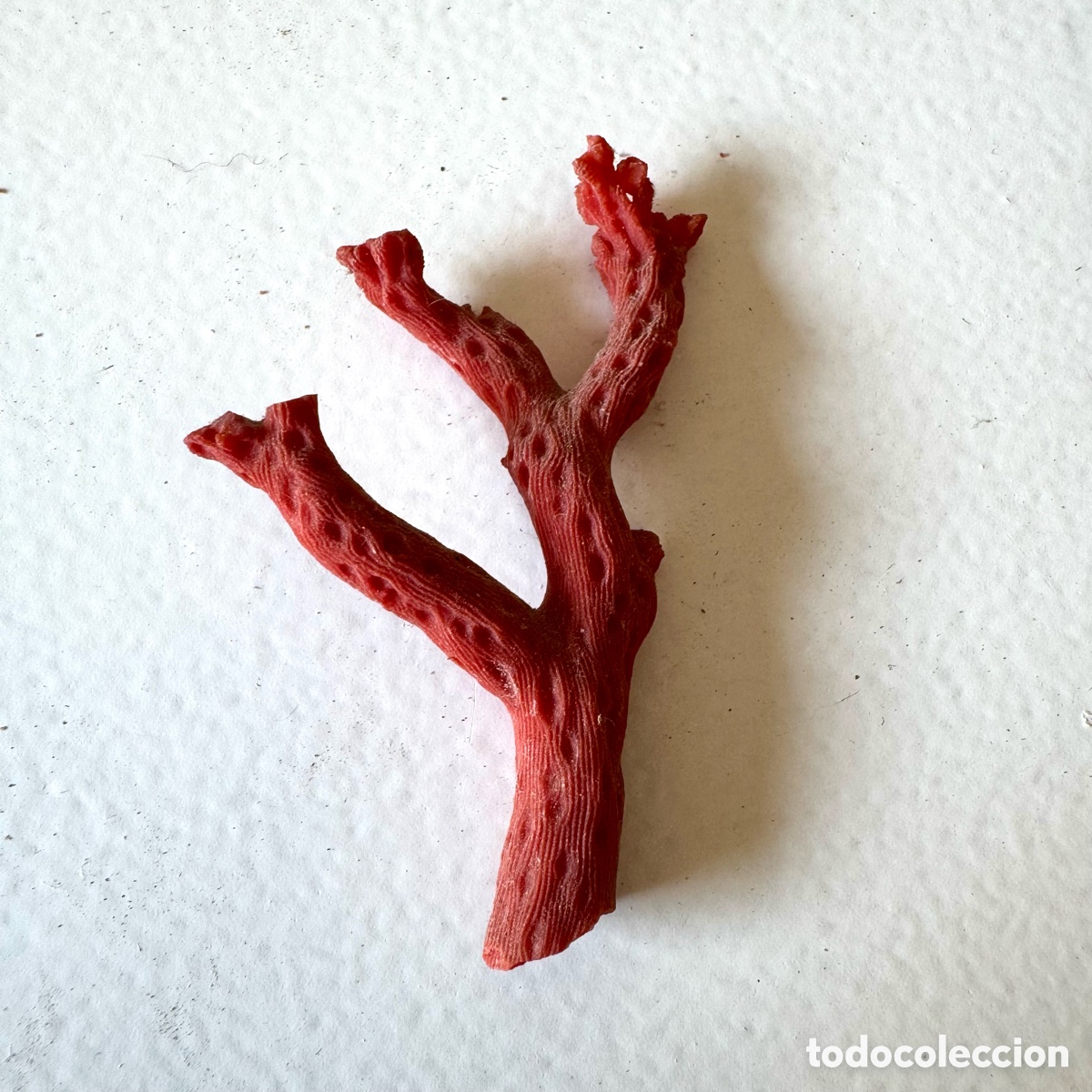 Coleccionismo de minerales: Rama coral rojo mediterr&aacute;neo en bruto antiguo a&ntilde;os 70