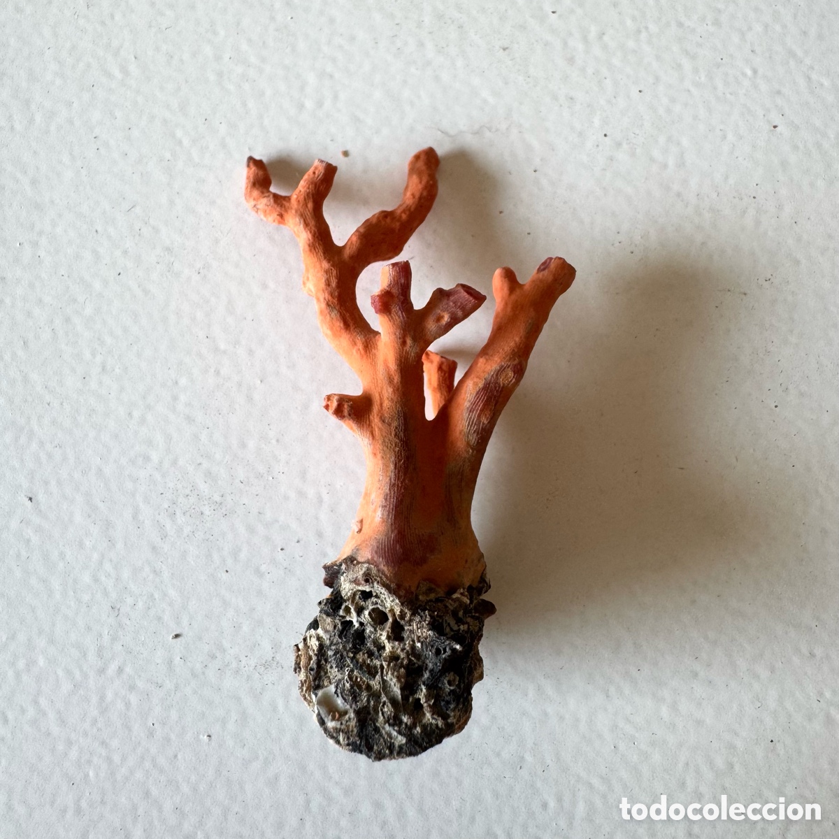 Coleccionismo de minerales: Rama coral rojo mediterr&aacute;neo en bruto antiguo a&ntilde;os 70