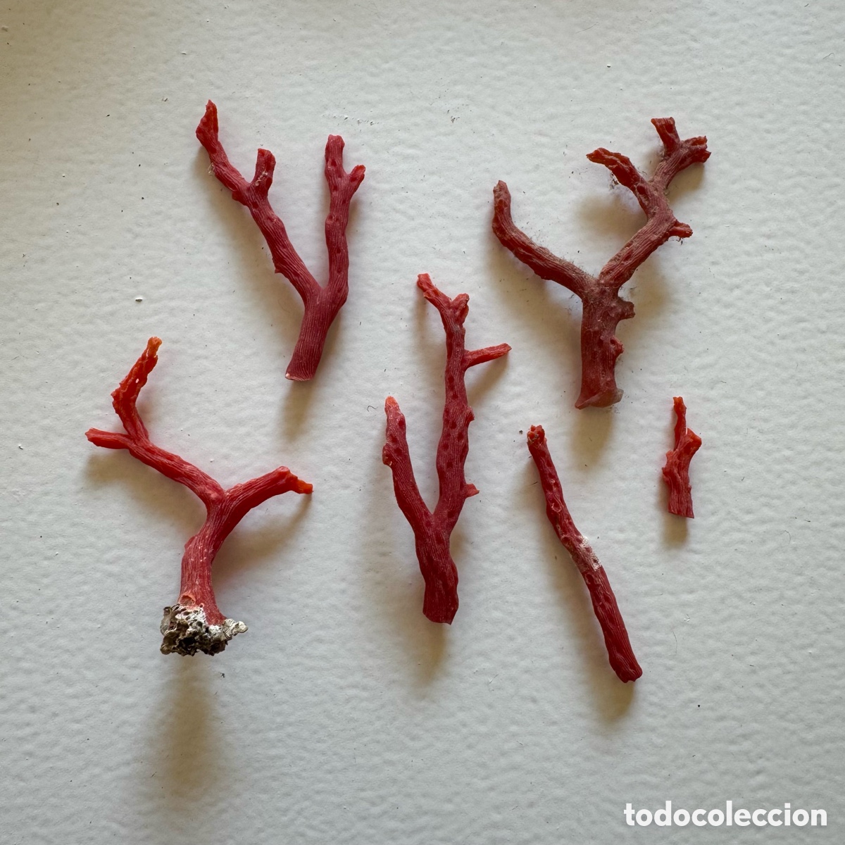 Coleccionismo de minerales: Lote ramas coral rojo mediterr&aacute;neo en bruto antiguo a&ntilde;os 70