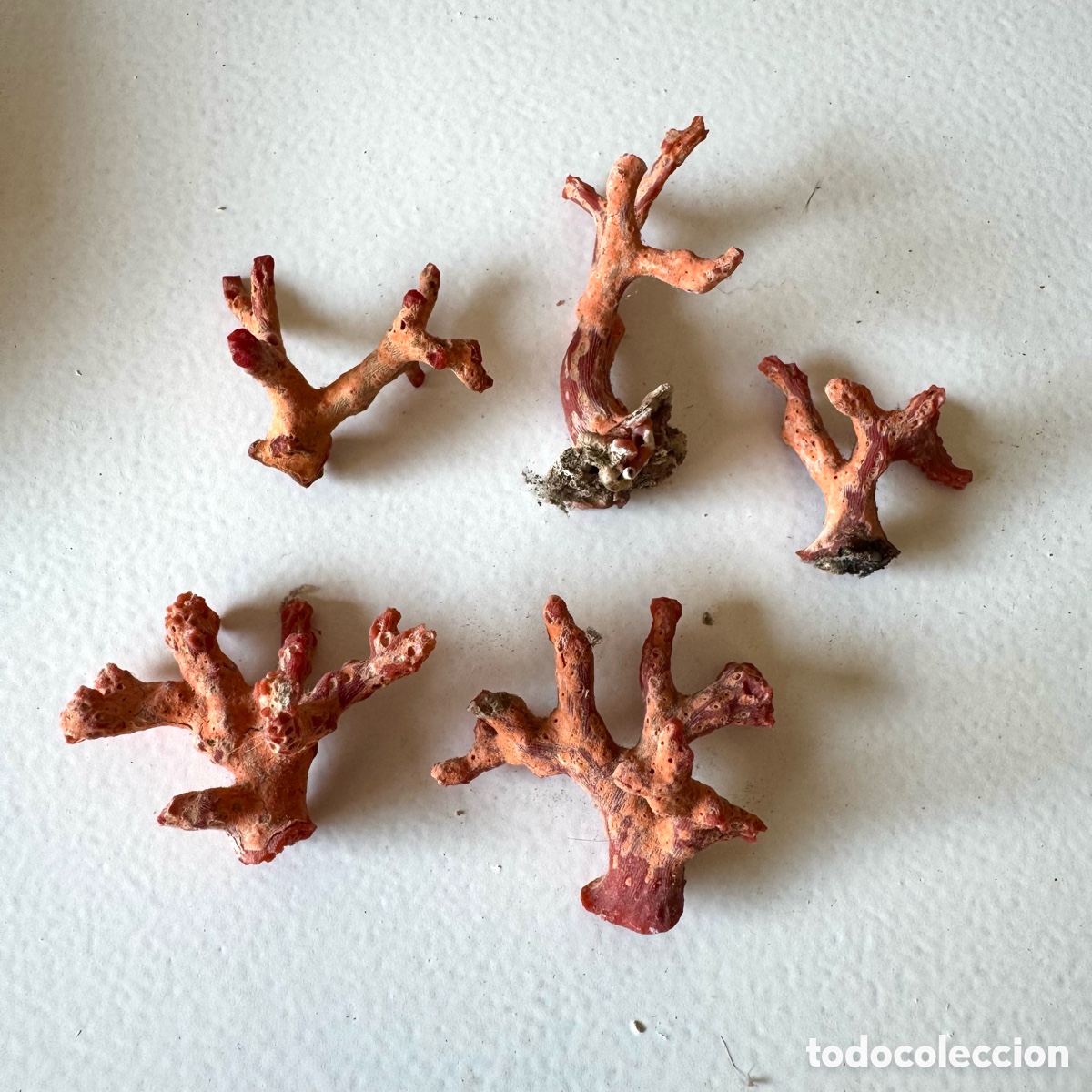 Coleccionismo de minerales: Lote ramas coral rojo mediterr&aacute;neo en bruto antiguo a&ntilde;os 70
