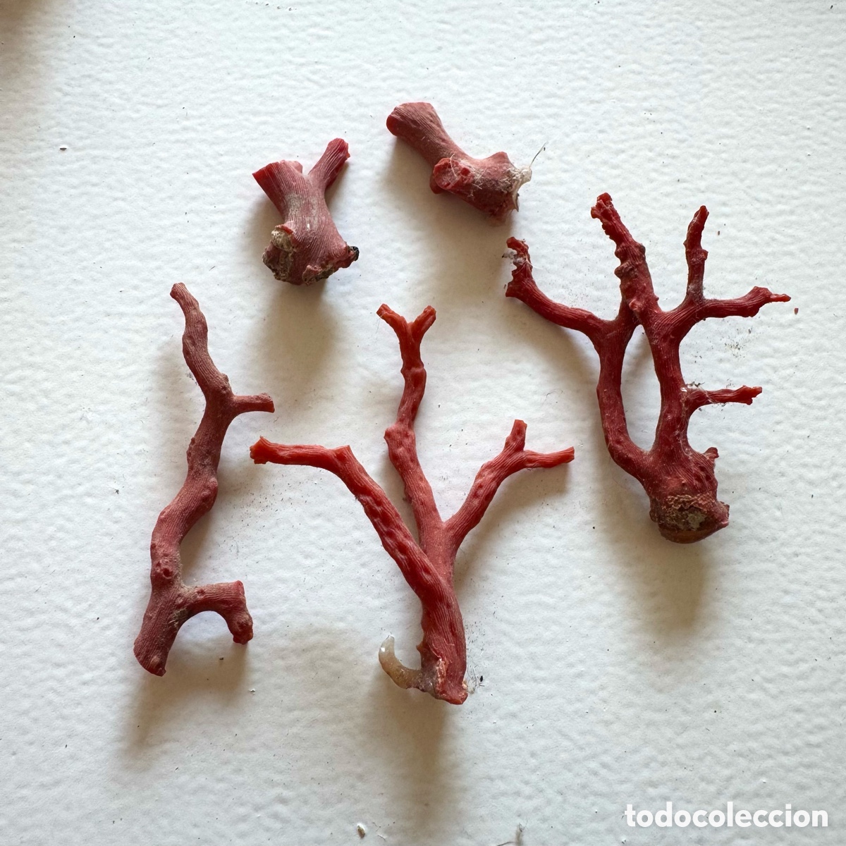 Coleccionismo de minerales: Lote ramas coral rojo mediterr&aacute;neo en bruto antiguo a&ntilde;os 70