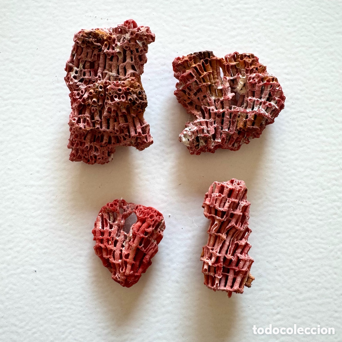 Coleccionismo de minerales: Lote fragmentos coral tubo de &oacute;rgano rojo oce&agrave;nico (Tubipora musica),