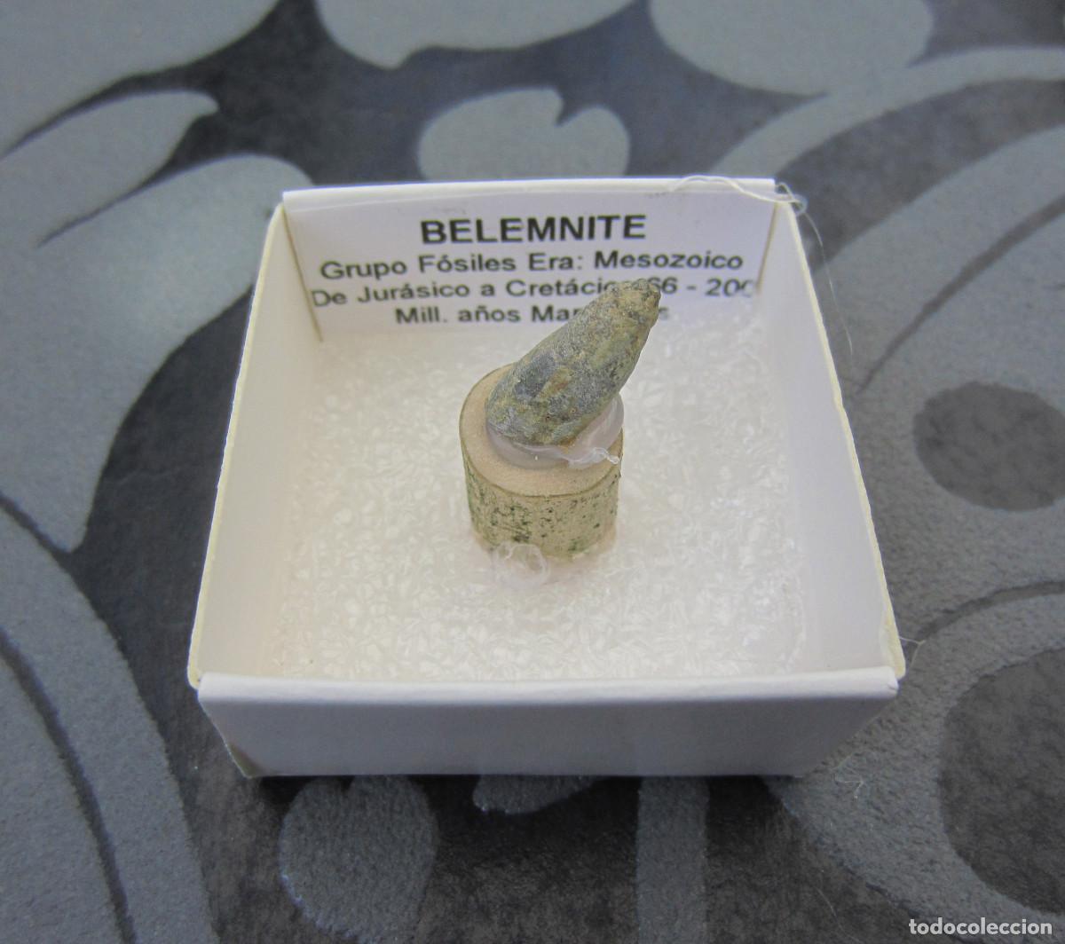 Coleccionismo de minerales: MINERAL FOSILES BELEMNITE MINERALES EN CAJA 4X4 CM