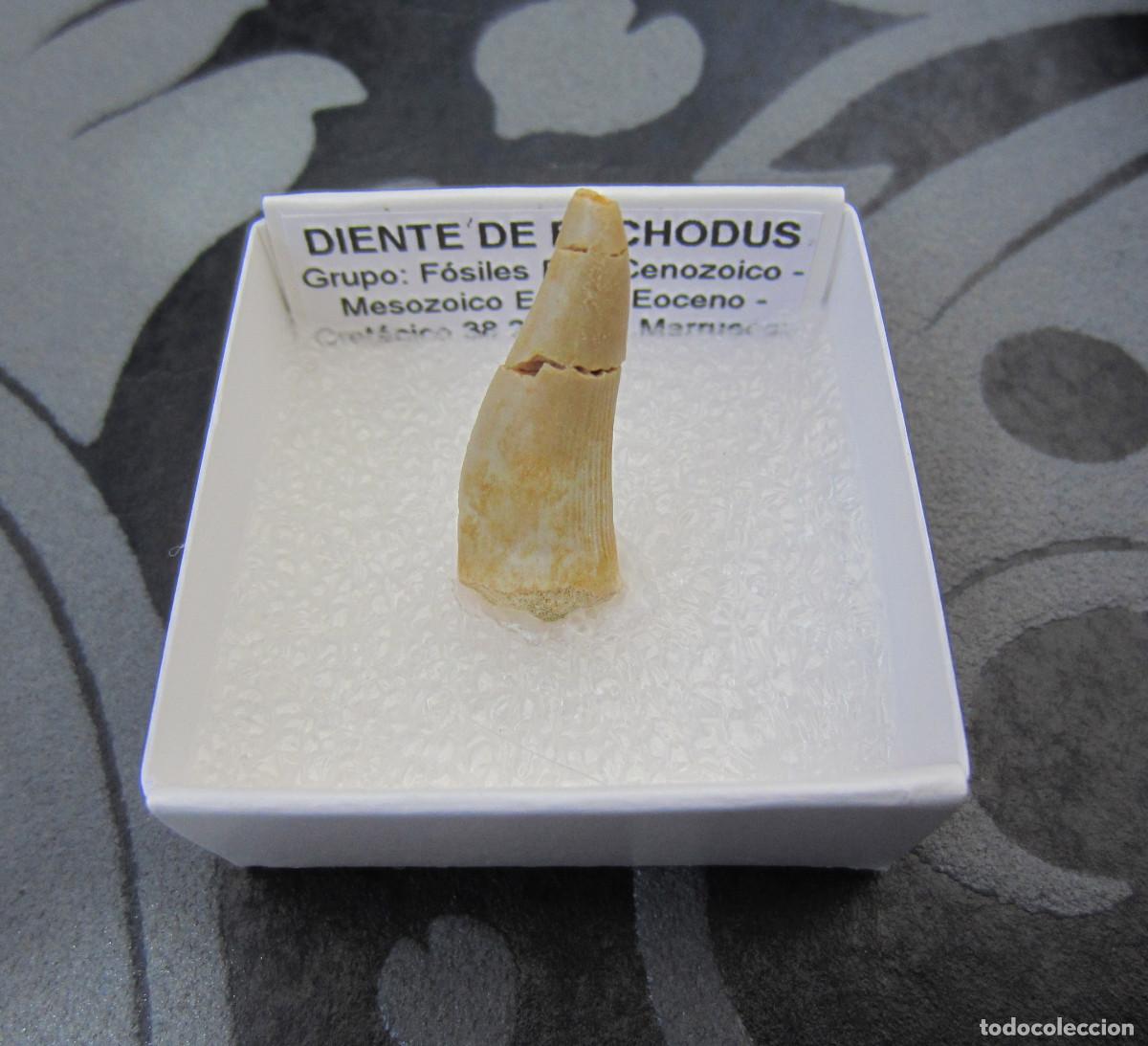 Coleccionismo de minerales: MINERAL FOSILES DIENTE DE ENCHODUS MINERALES EN CAJA 4X4 CM