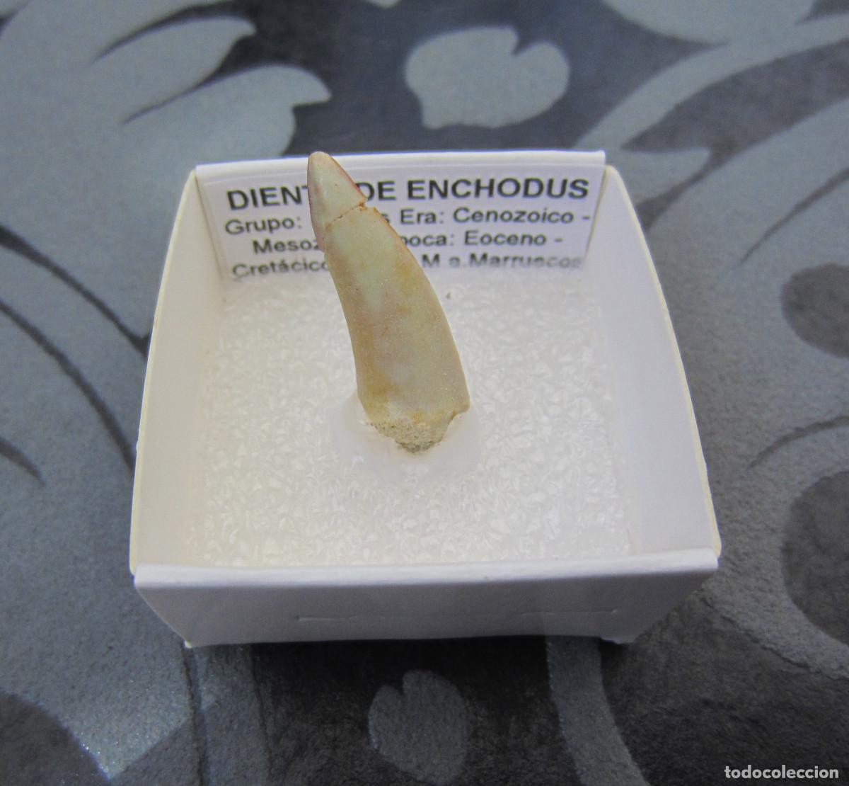 Coleccionismo de minerales: MINERAL FOSILES DIENTE DE ENCHODUS MINERALES EN CAJA 4X4 CM