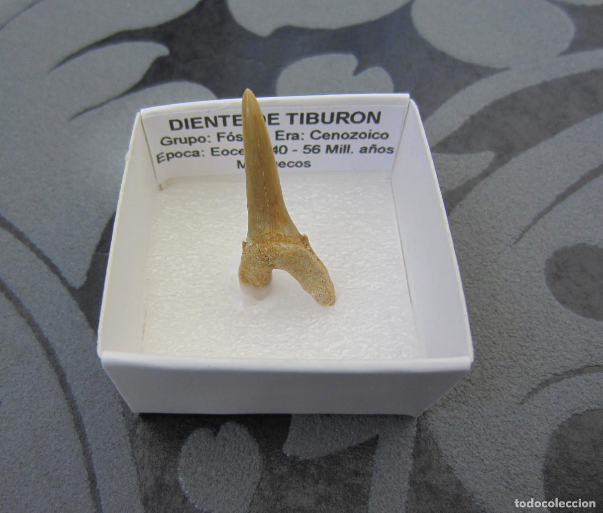 Coleccionismo de minerales: MINERAL FOSILES DIENTE DE TIBURON MINERALES EN CAJA 4X4 CM