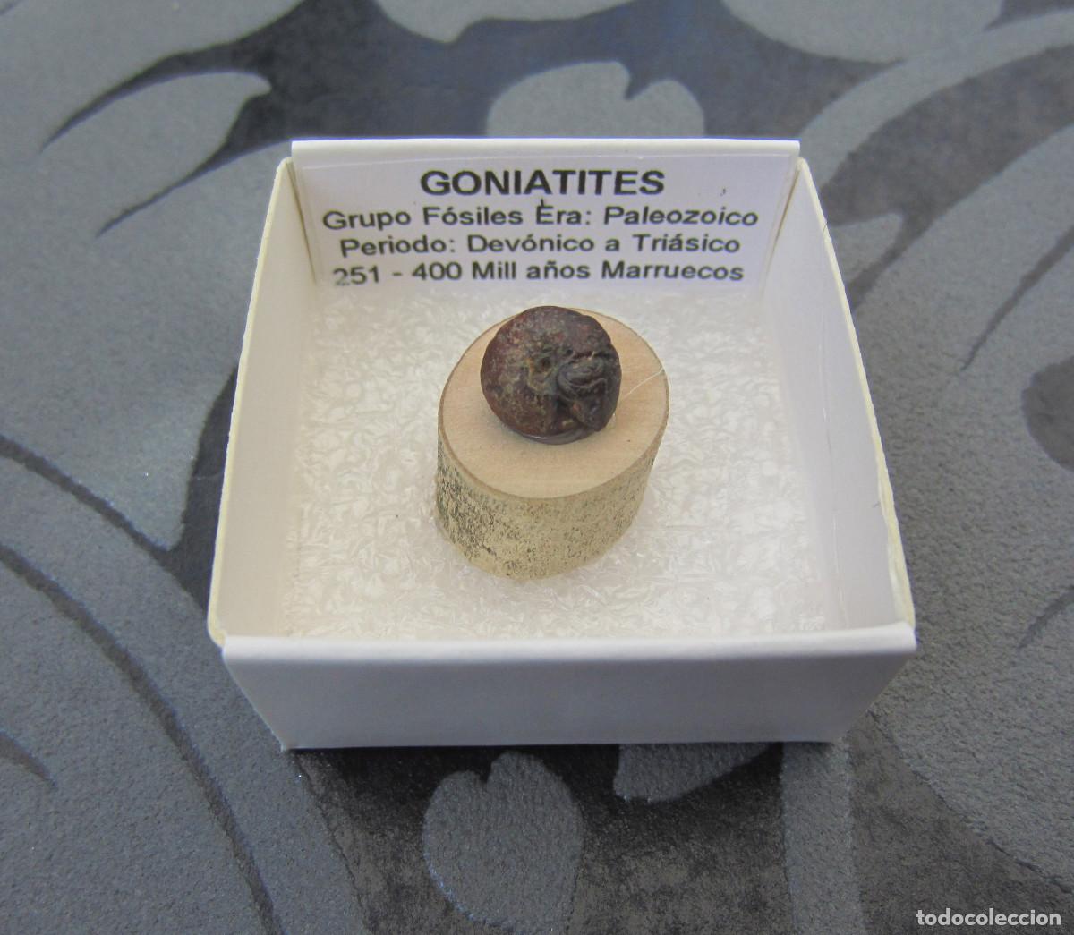 Coleccionismo de minerales: MINERAL FOSILES GONIATITE MINERALES EN CAJA 4X4 CM