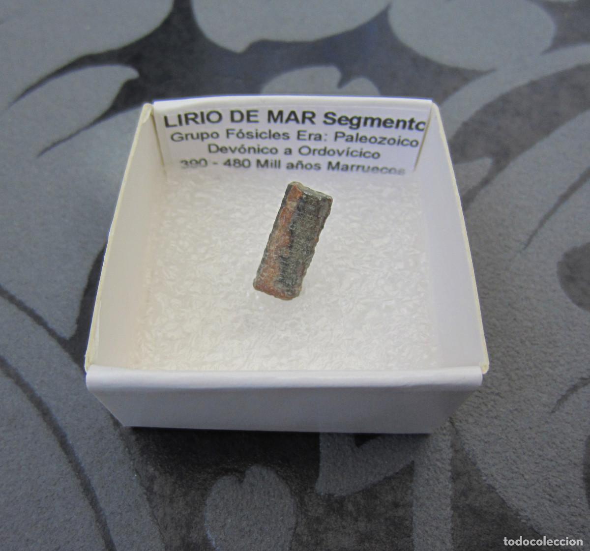 Coleccionismo de minerales: MINERAL FOSILES LIRIO DE MAR MINERALES EN CAJA 4X4 CM