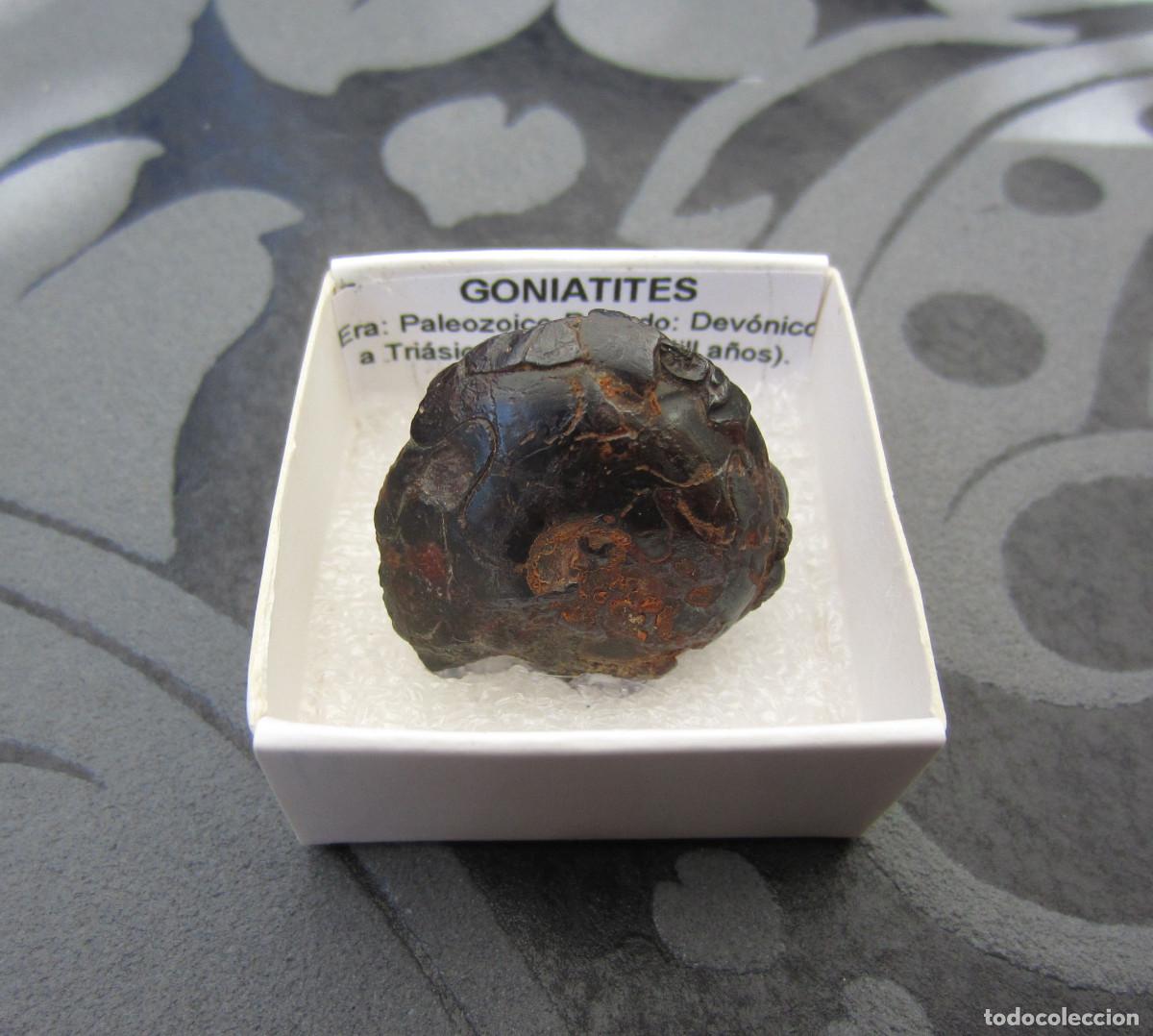 Coleccionismo de minerales: MINERAL FOSILES GONIATITES MINERALES EN CAJA 4X4 CM