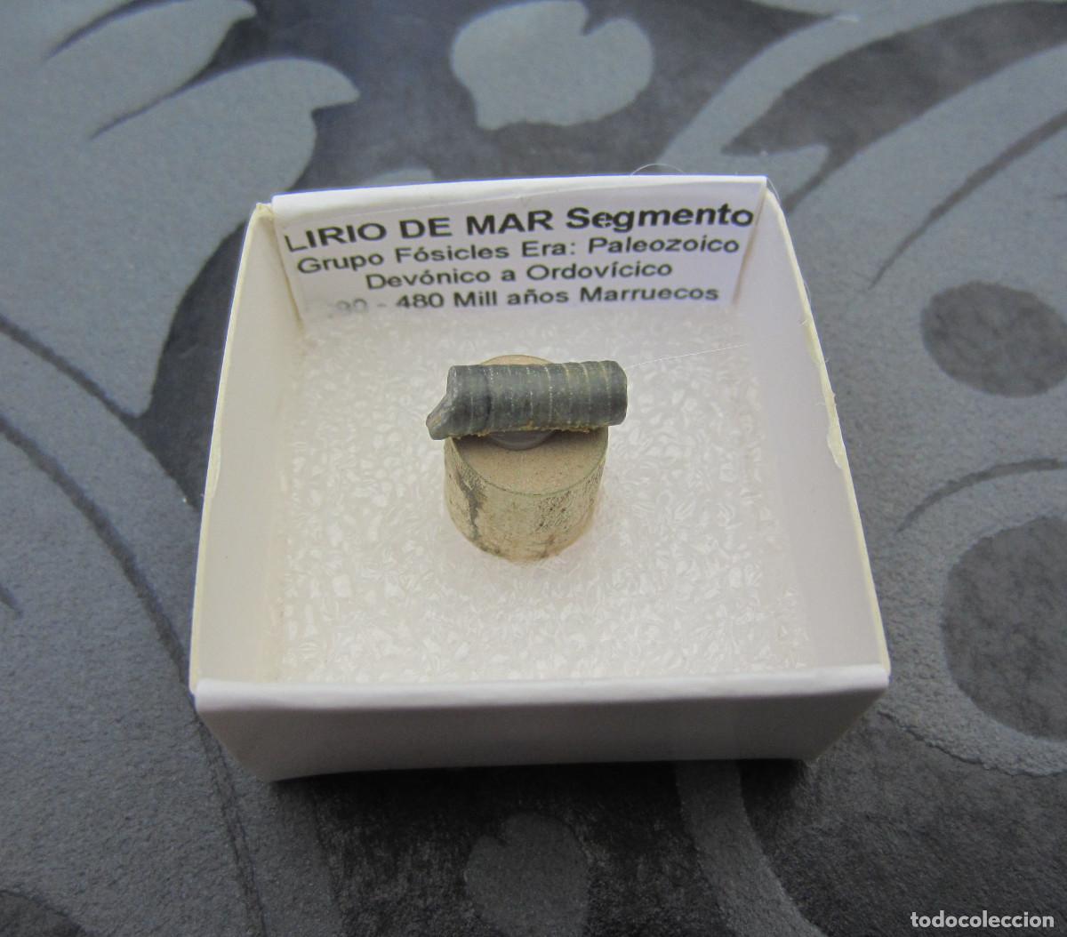 Coleccionismo de minerales: MINERAL FOSILES LIRIO DE MAR MINERALES EN CAJA 4X4 CM