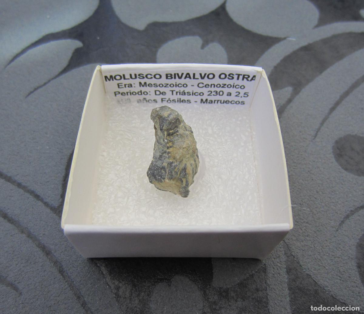 Coleccionismo de minerales: MINERAL FOSILES MOLUSCO OSTRA MINERALES EN CAJA 4X4 CM