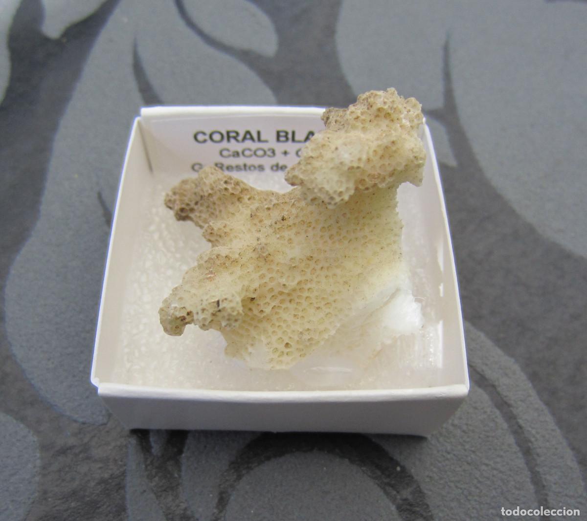 Coleccionismo de minerales: MINERAL RESTOS DE ORGANICOS CORAL MINERALES EN CAJA 4X4 CM