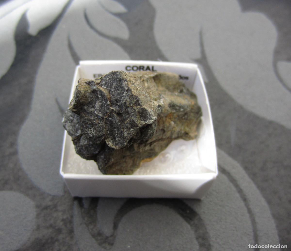 Coleccionismo de minerales: MINERAL FOSILES CORAL MINERALES EN CAJA 4X4 CM