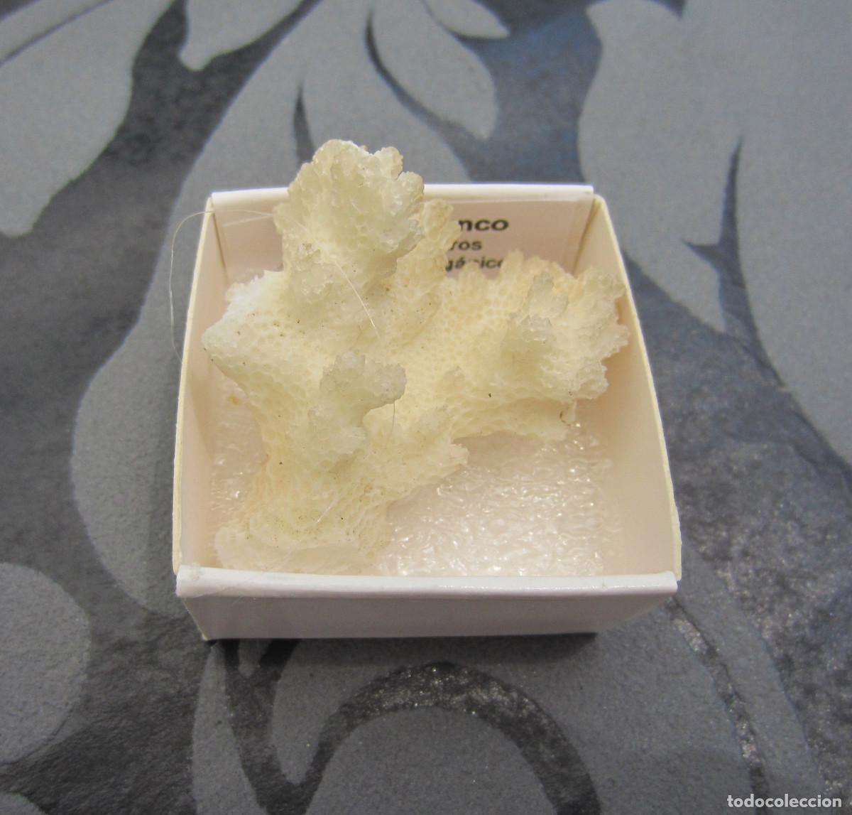Coleccionismo de minerales: MINERAL CORAL MINERALES EN CAJA 4X4 CM