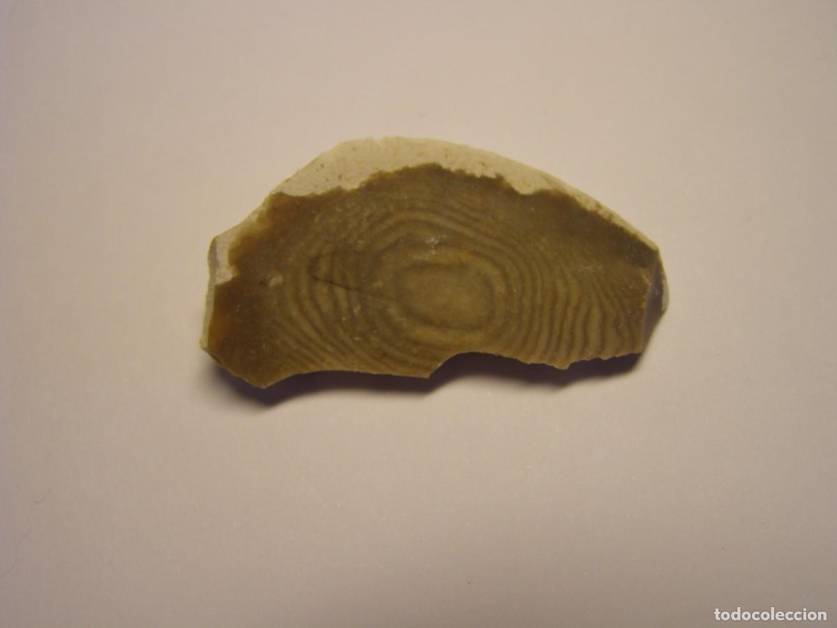 Coleccionismo de minerales: Trozo de mineral de s&iacute;lex con curiosos anillos de Liesegang.