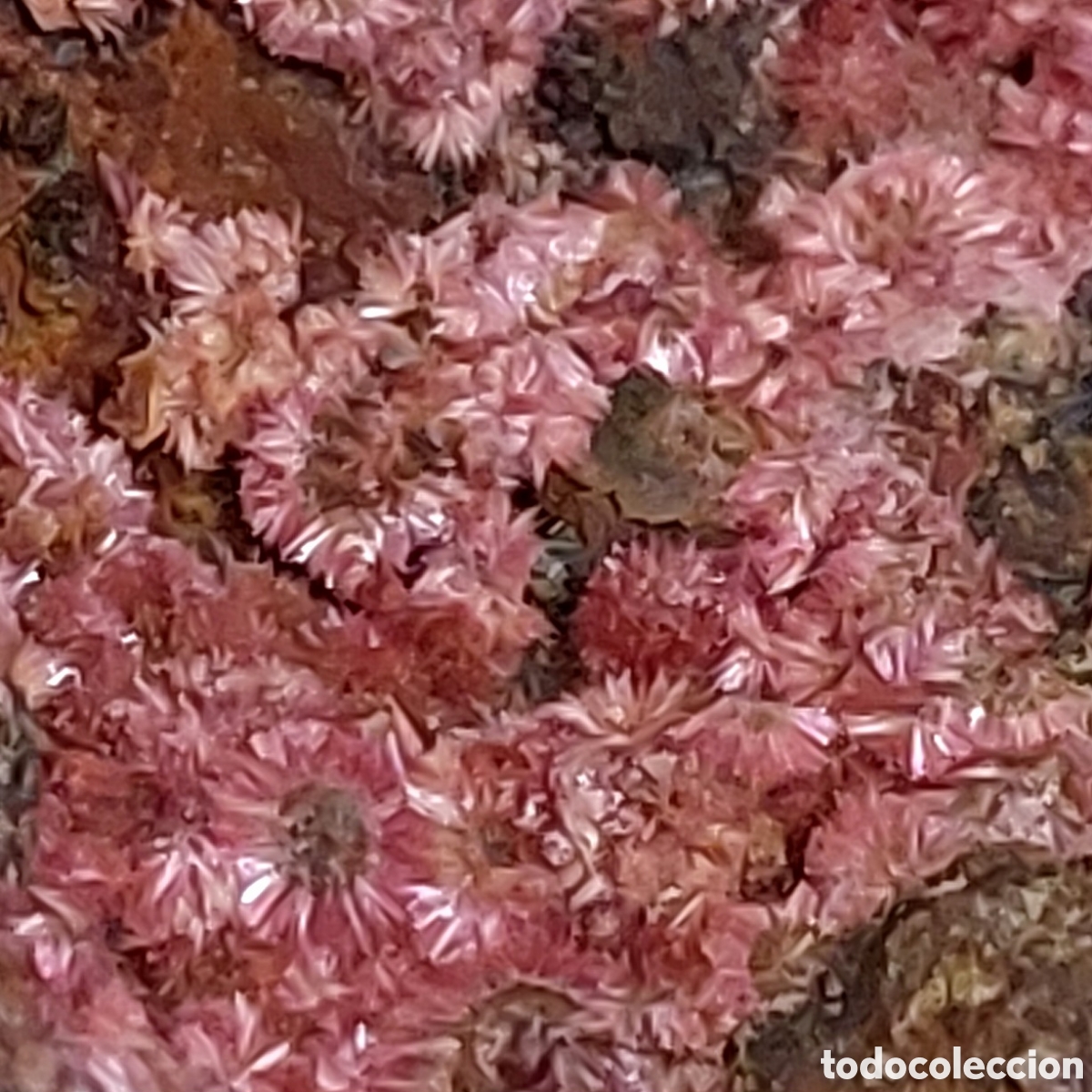 Coleccionismo de minerales: Eritrina de Marruecos
