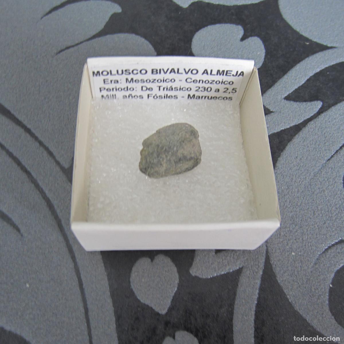 Coleccionismo de minerales: MINERAL FOSILES MOLUSCO BIVALVO MINERALES EN CAJA 4X4 CM