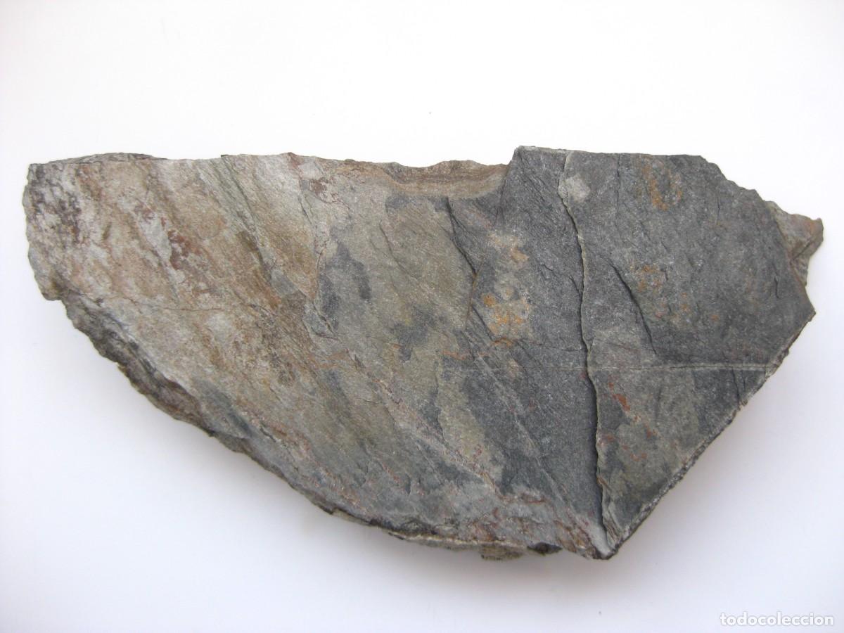 Coleccionismo de minerales: ROCA FILITA GRIS (AGUILAS MURCIA)