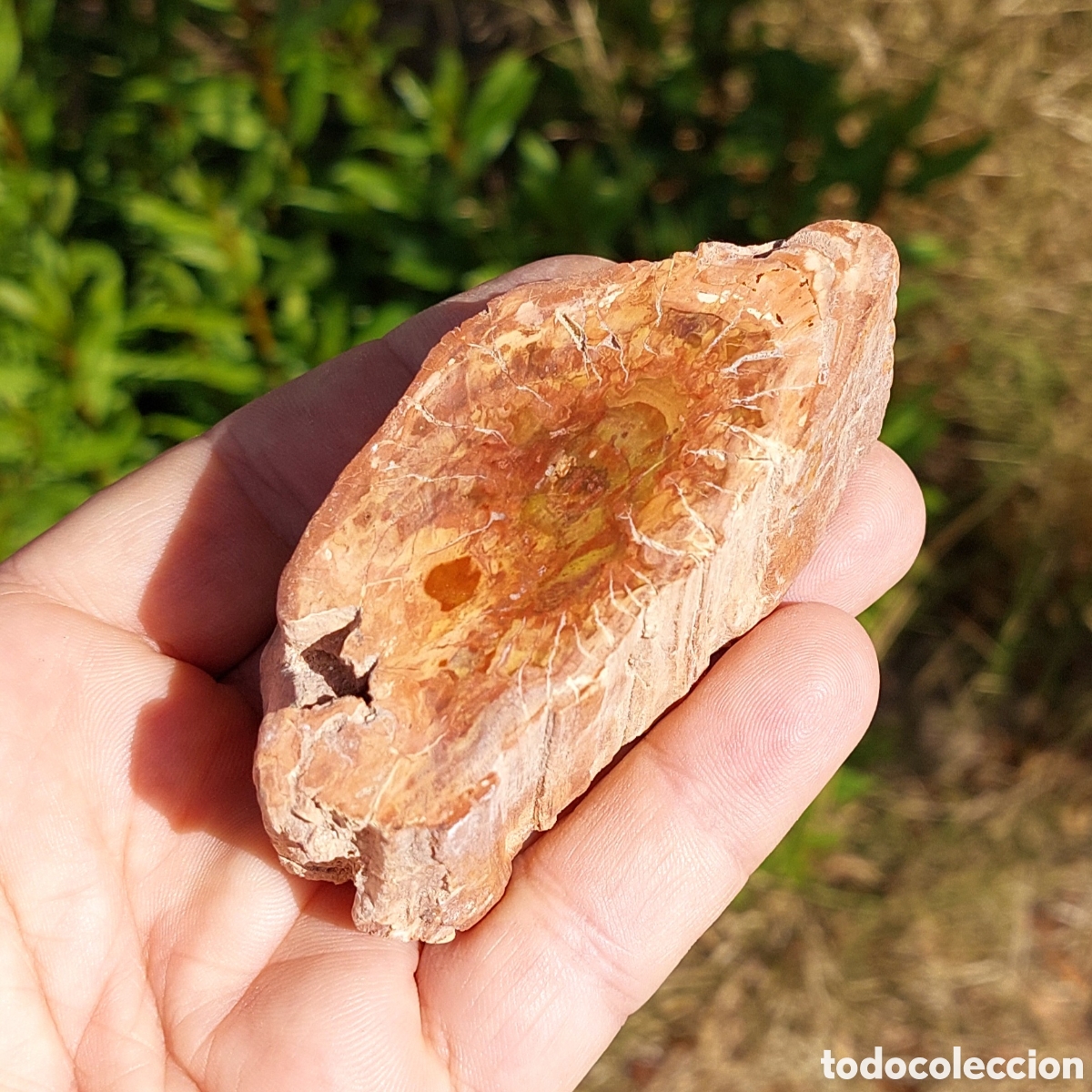 Coleccionismo de minerales: Xil&oacute;palo Madera F&oacute;sil de Madagascar 8,5 cm