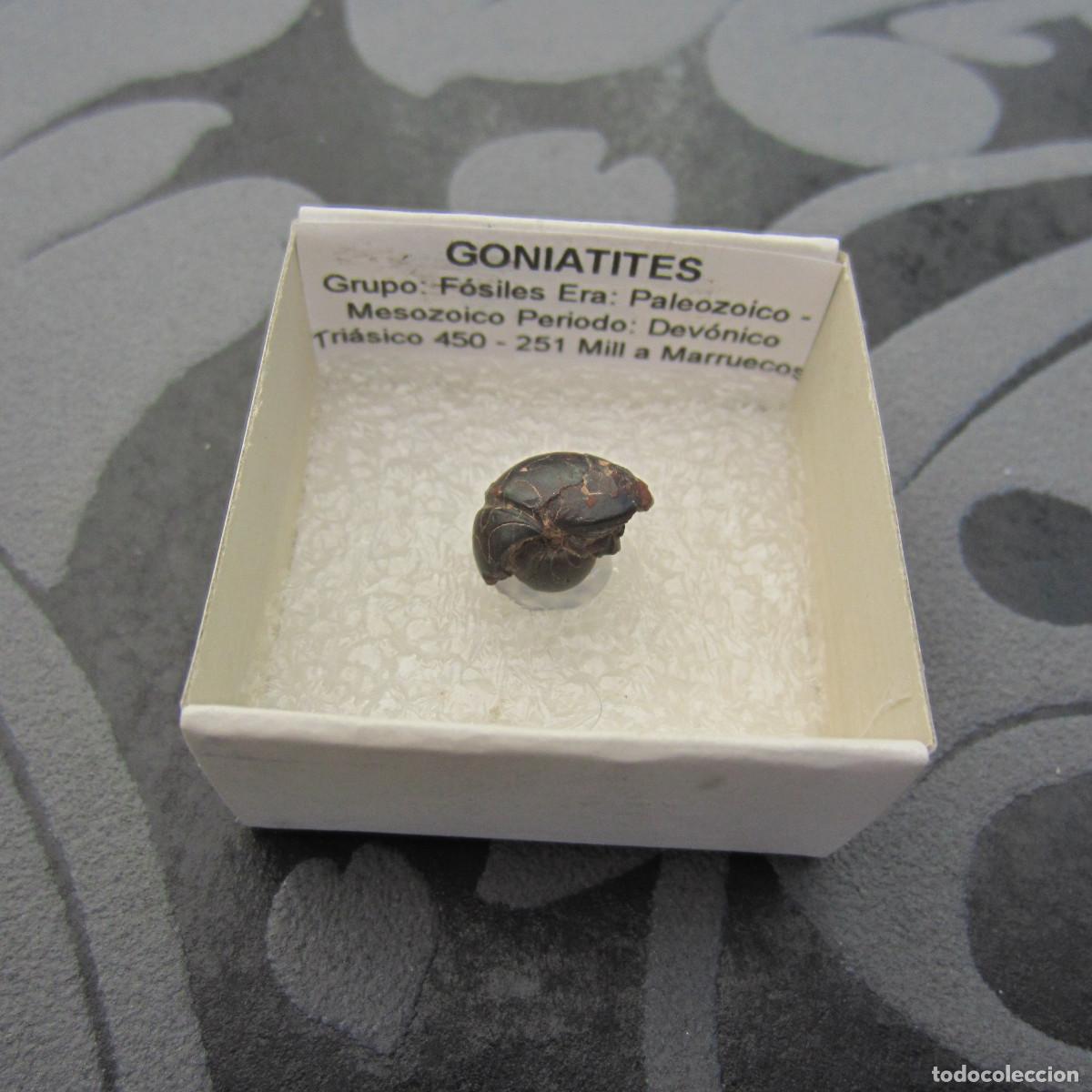 Coleccionismo de minerales: MINERAL FOSILES GONIATITE MINERALES EN CAJA 4X4 CM