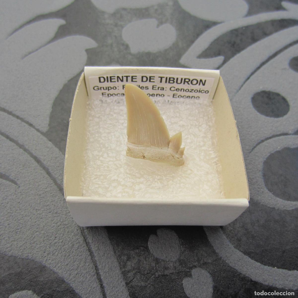 Coleccionismo de minerales: MINERAL FOSILES DIENTE DE TIBURON MINERALES EN CAJA 4X4 CM