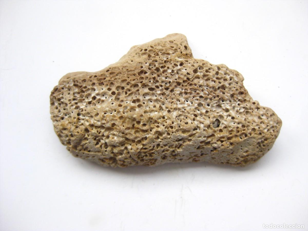 Coleccionismo de minerales: ROCA CALIZA CON ALVEOLOS