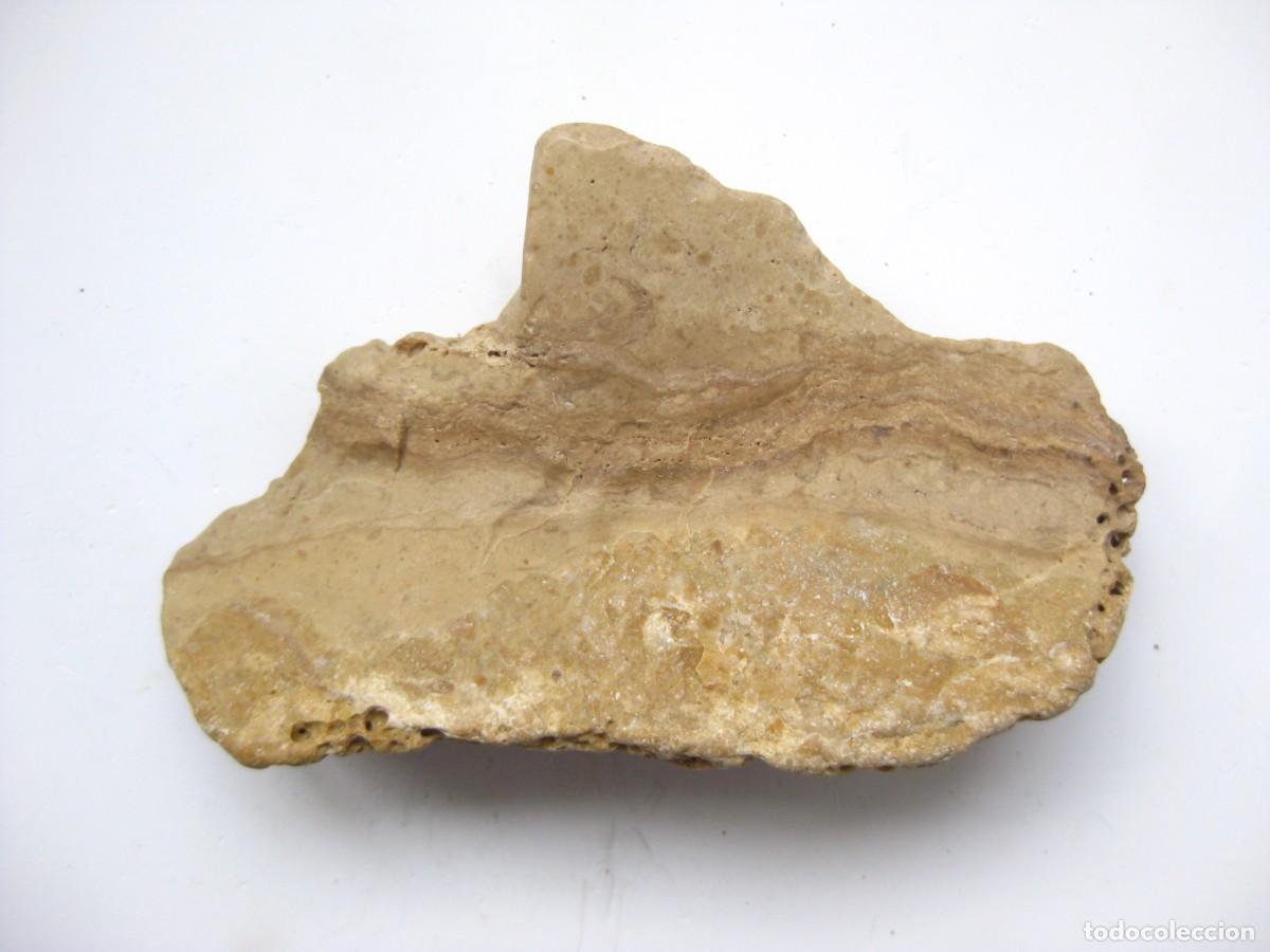 Coleccionismo de minerales: ROCA CALIZA CON ALVEOLOS - Foto 2