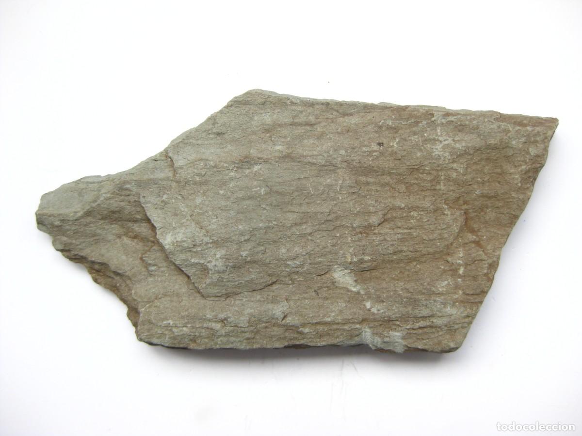 Coleccionismo de minerales: ROCA PIZARRA GRIS VERDOSA (CORU&Ntilde;A)