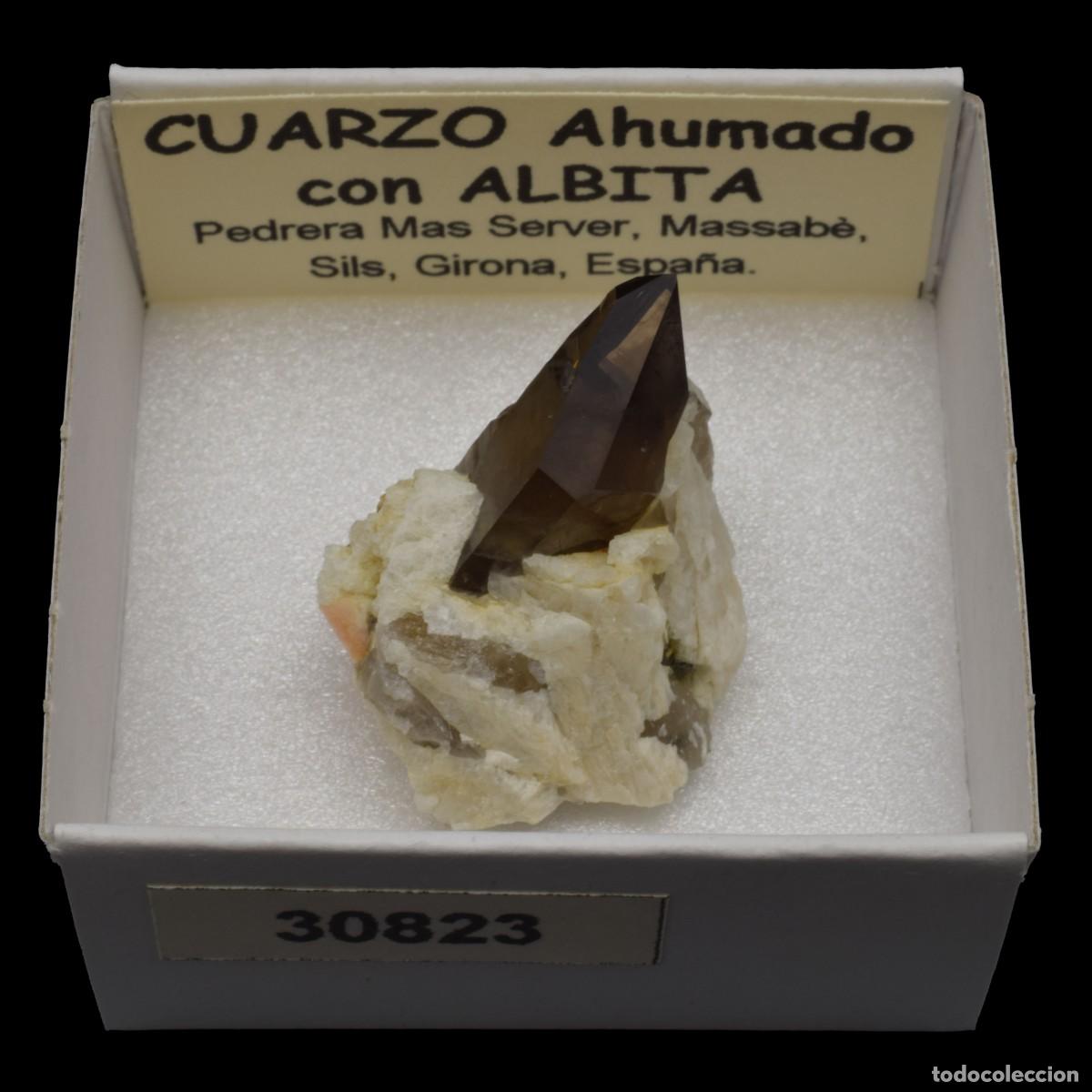 Coleccionismo de minerales: ALBITA xx con CUARZO AHUMADO xx (Pedrera Mas Server, Massabe, Sils, Girona, Espa&ntilde;a) #30823