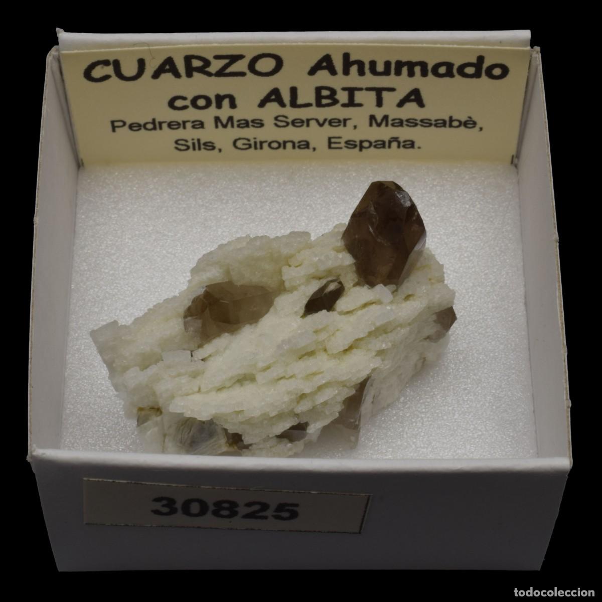 Coleccionismo de minerales: ALBITA xx con CUARZO AHUMADO xx (Pedrera Mas Server, Massabe, Sils, Girona, Espa&ntilde;a) #30825