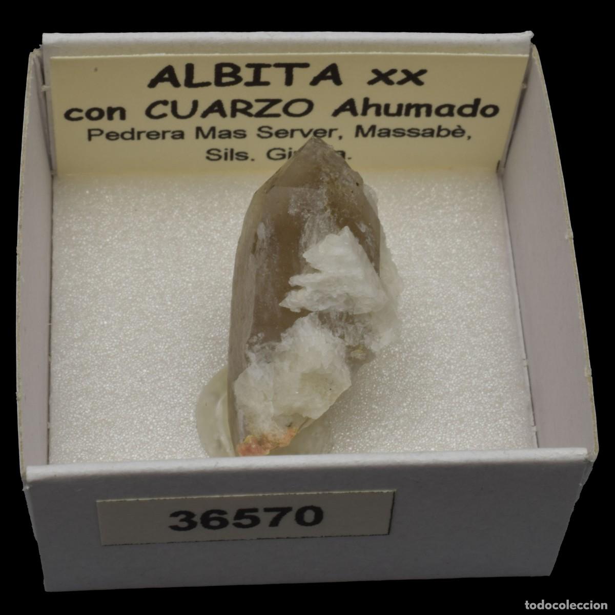 Coleccionismo de minerales: ALBITA xx con CUARZO AHUMADO xx (Pedrera Mas Server, Massabe, Sils, Girona, Espa&ntilde;a) #36570