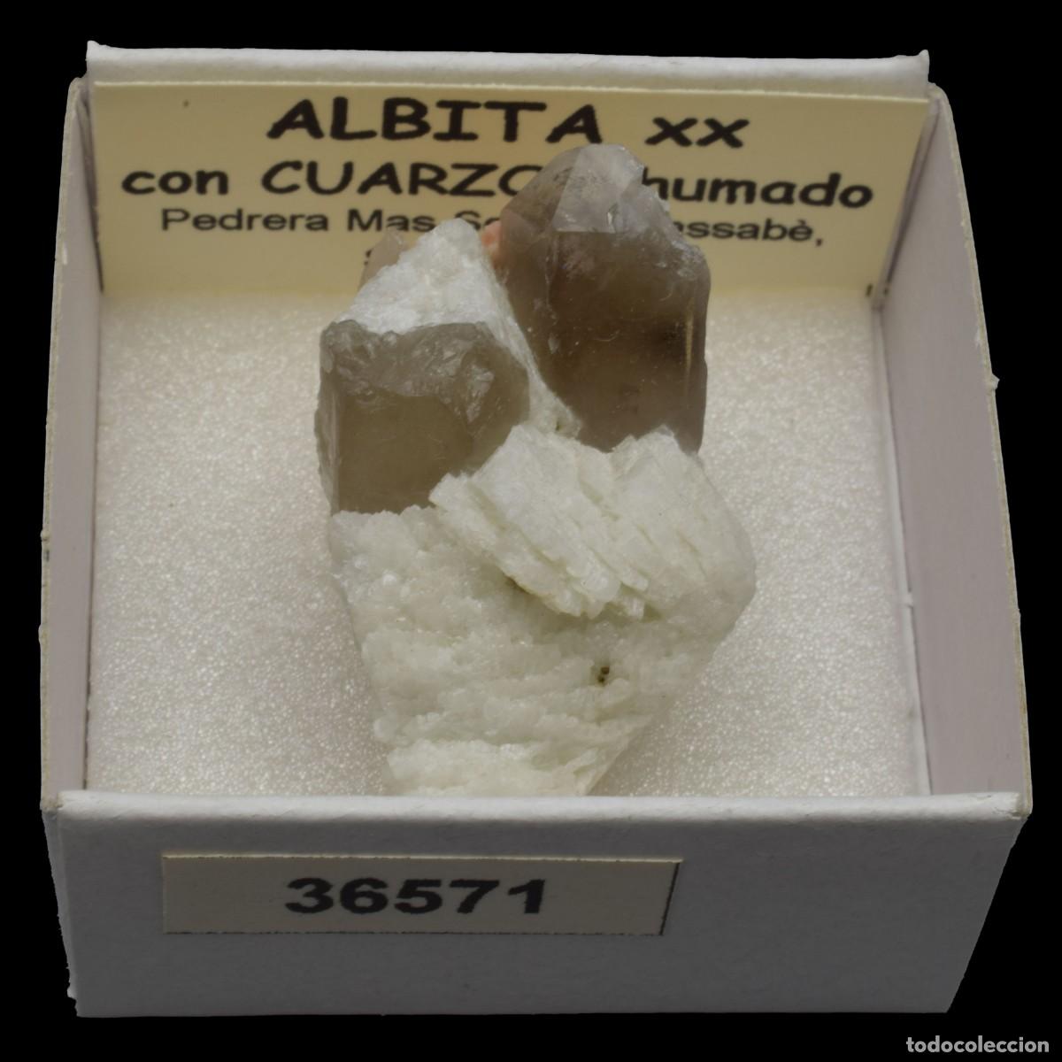 Coleccionismo de minerales: ALBITA xx con CUARZO AHUMADO xx (Pedrera Mas Server, Massabe, Sils, Girona, Espa&ntilde;a) #36571