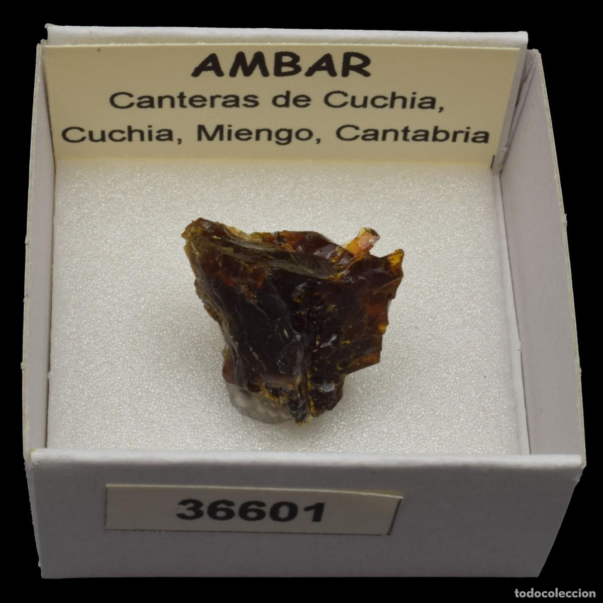 Coleccionismo de minerales: AMBAR (Cantera de Cuchia, Cuchia, Miengo, Cantabria, Espa&ntilde;a) #36601