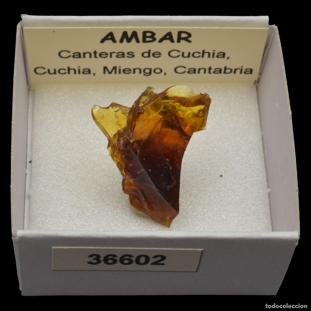 Coleccionismo de minerales: AMBAR (Cantera de Cuchia, Cuchia, Miengo, Cantabria, Espa&ntilde;a) #36602