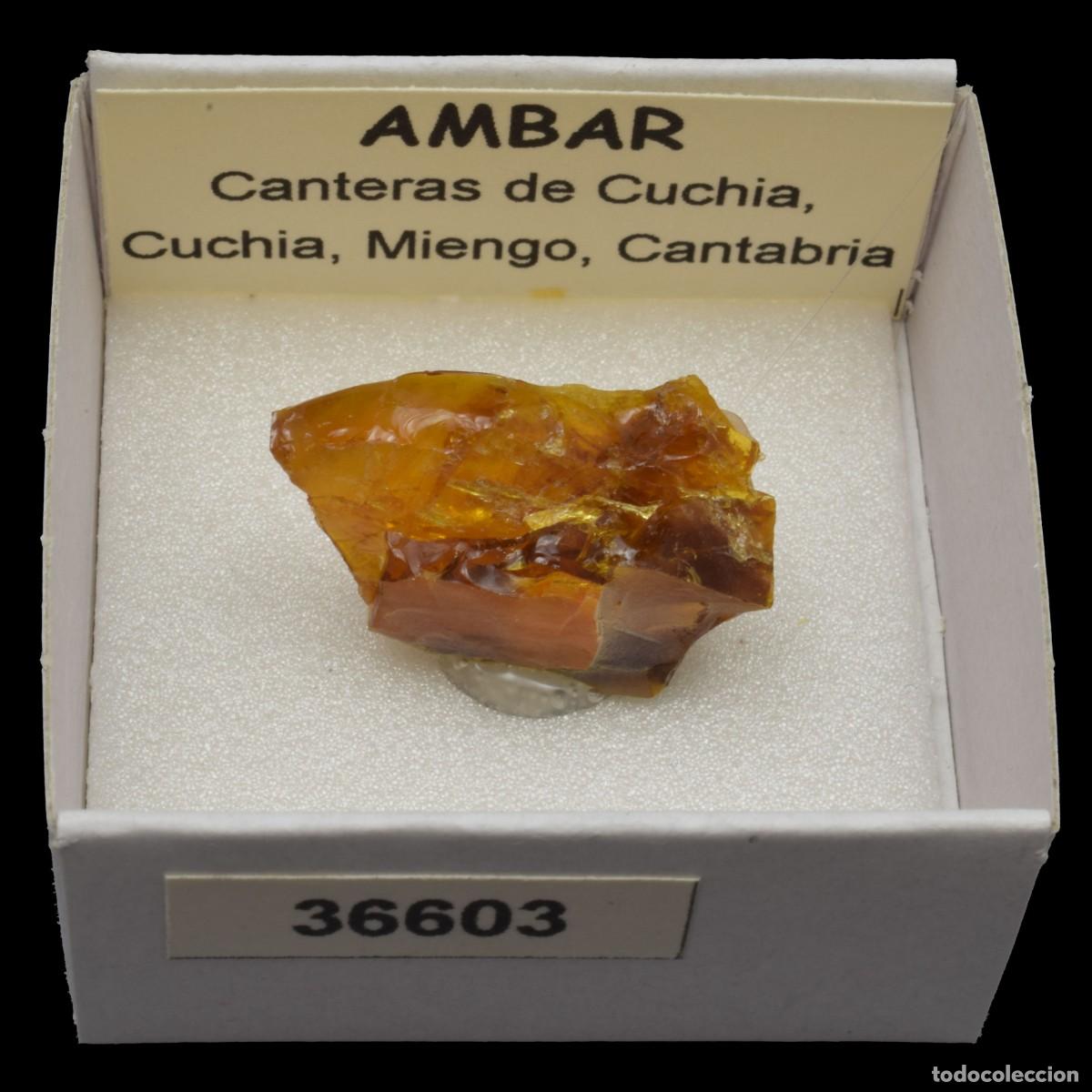 Coleccionismo de minerales: AMBAR (Cantera de Cuchia, Cuchia, Miengo, Cantabria, Espa&ntilde;a) #36603