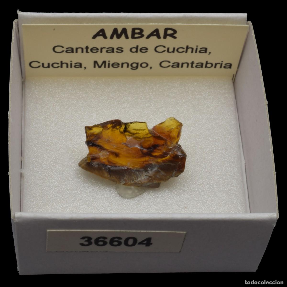 Coleccionismo de minerales: AMBAR (Cantera de Cuchia, Cuchia, Miengo, Cantabria, Espa&ntilde;a) #36604