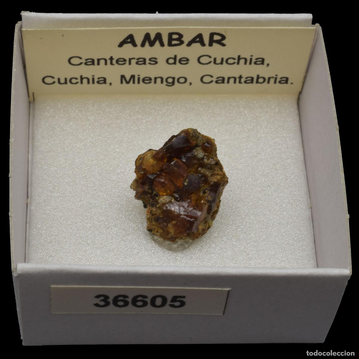 Coleccionismo de minerales: AMBAR (Cantera de Cuchia, Cuchia, Miengo, Cantabria, Espa&ntilde;a) #36605